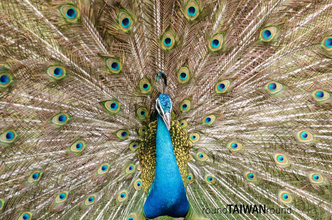 Peacock_Park______-004.jpg
