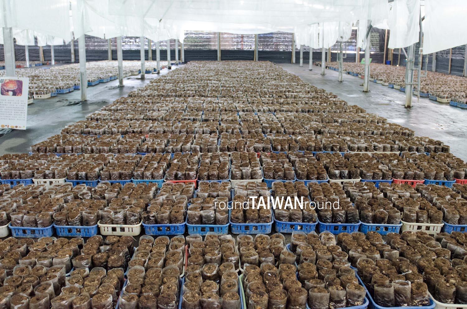 Mushroom_Garden______-004.jpg