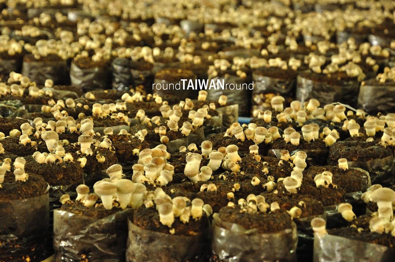 Mushroom_Garden______-008.jpg