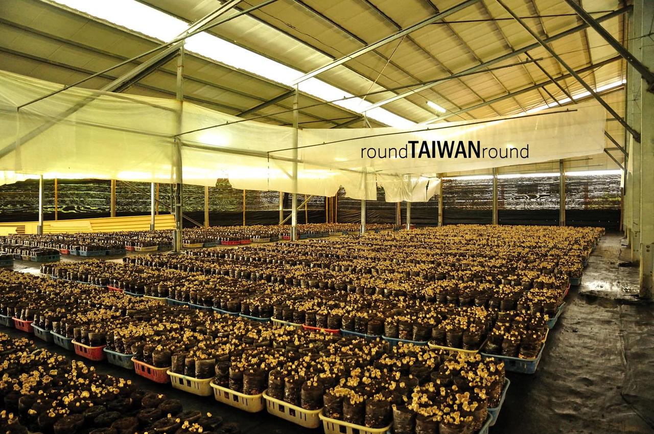 Mushroom_Garden______-012.jpg