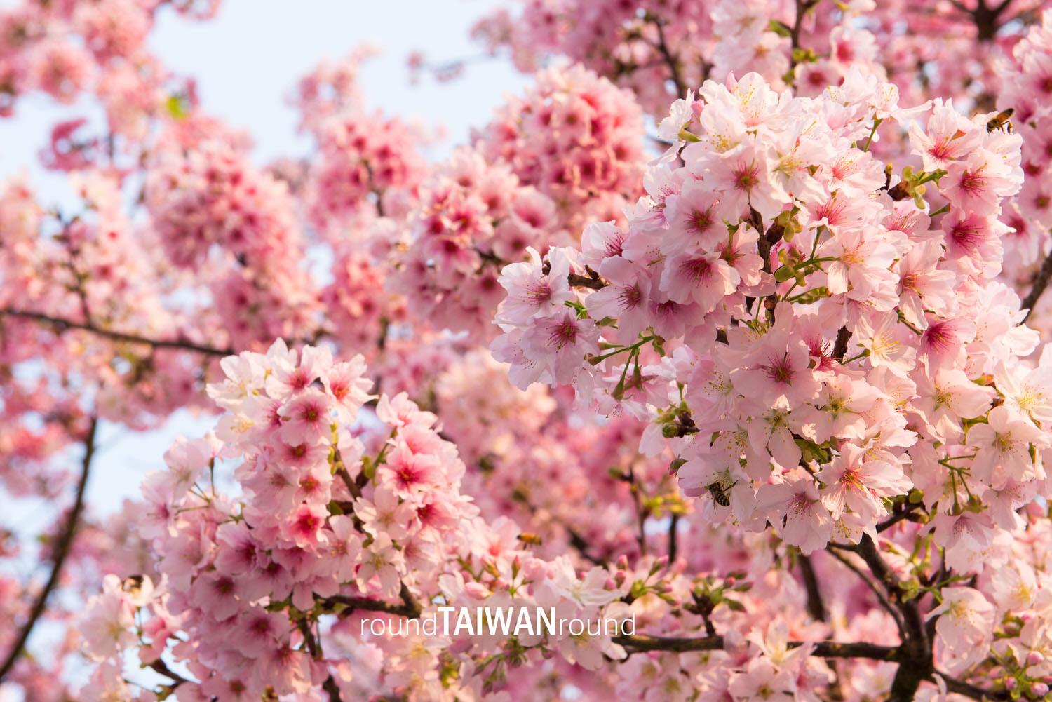 Wuji_Tianyuan_Temple________-003.jpg
