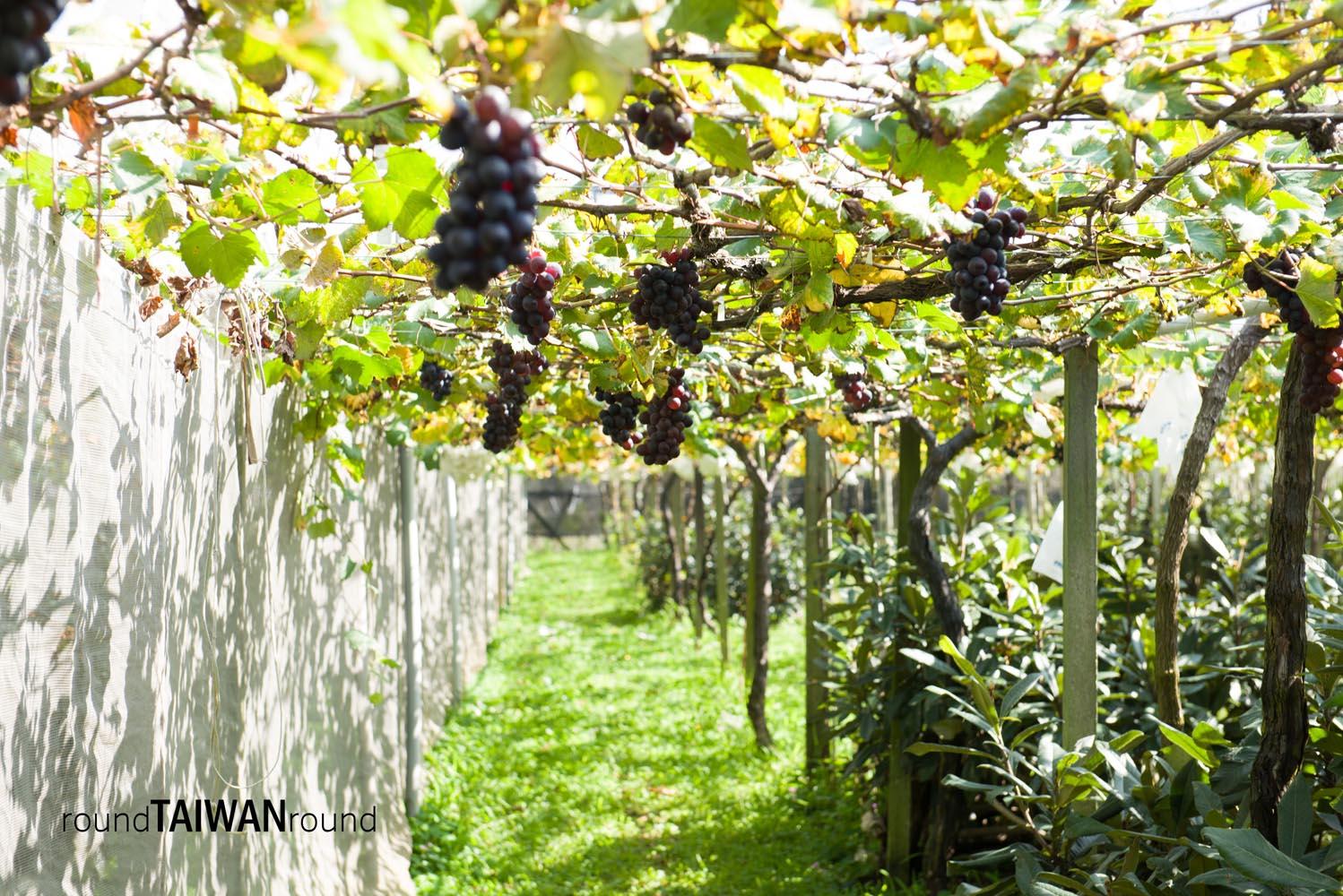 Xinfeng_Farm_______-004.jpg
