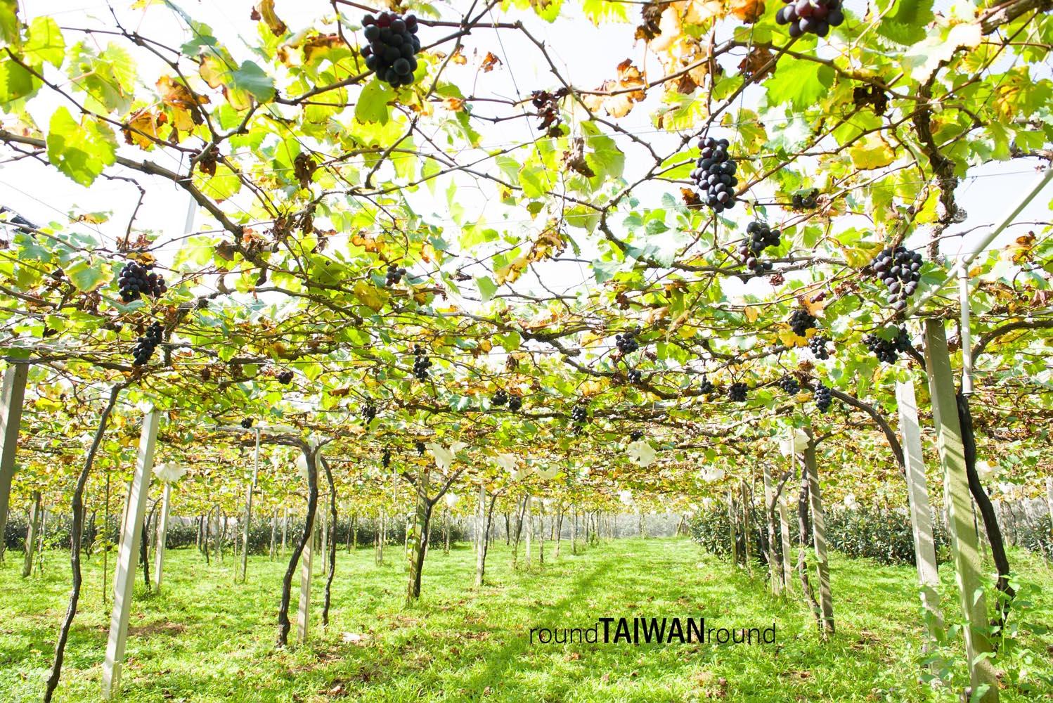 Xinfeng_Farm_______-002.jpg