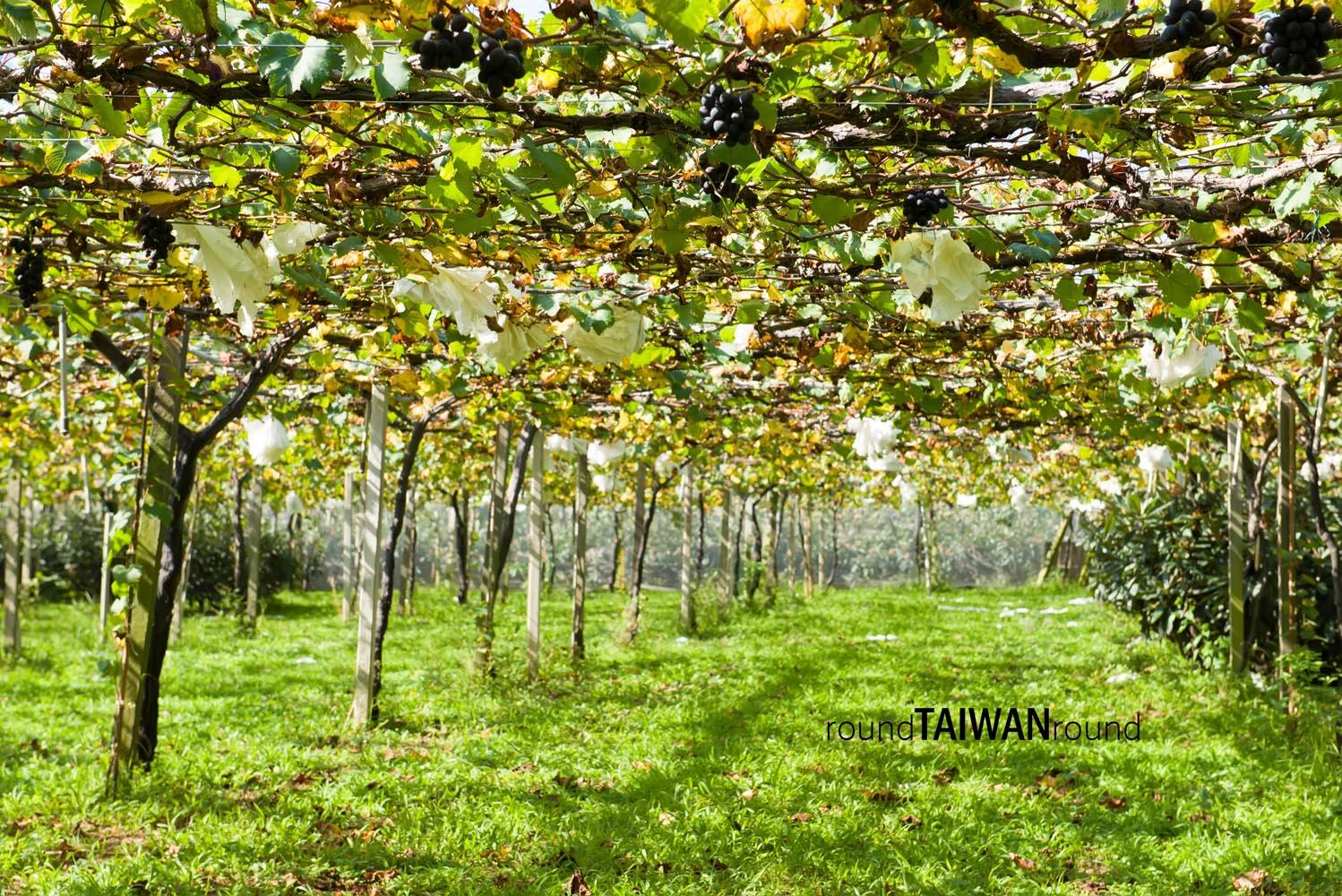 Xinfeng_Farm_______-003.jpg