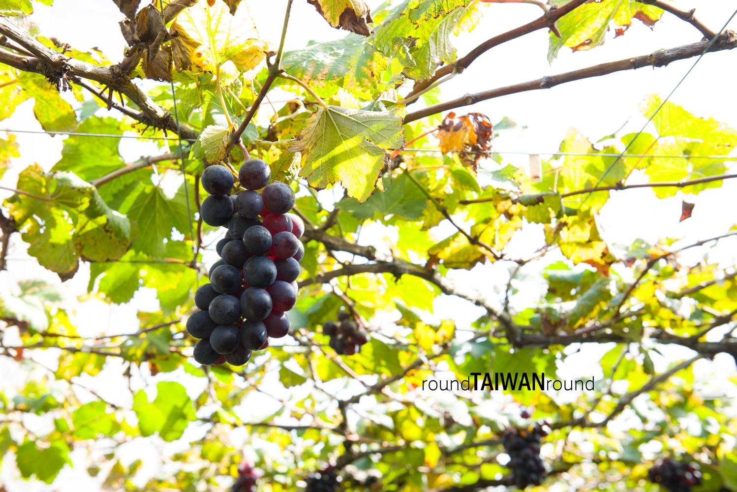 Xinfeng_Farm_______-001.jpg