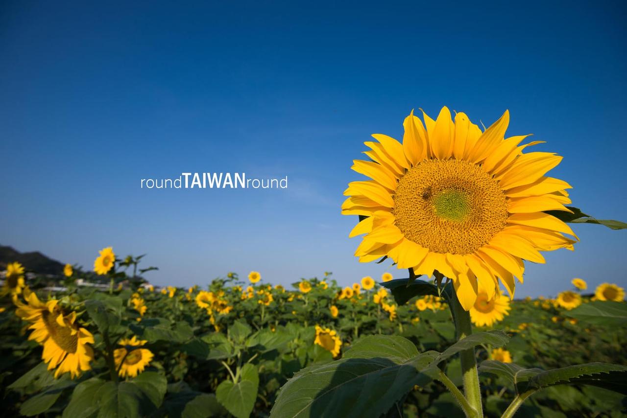 Xinshe_Sea_of_Flowers_______-028.jpg
