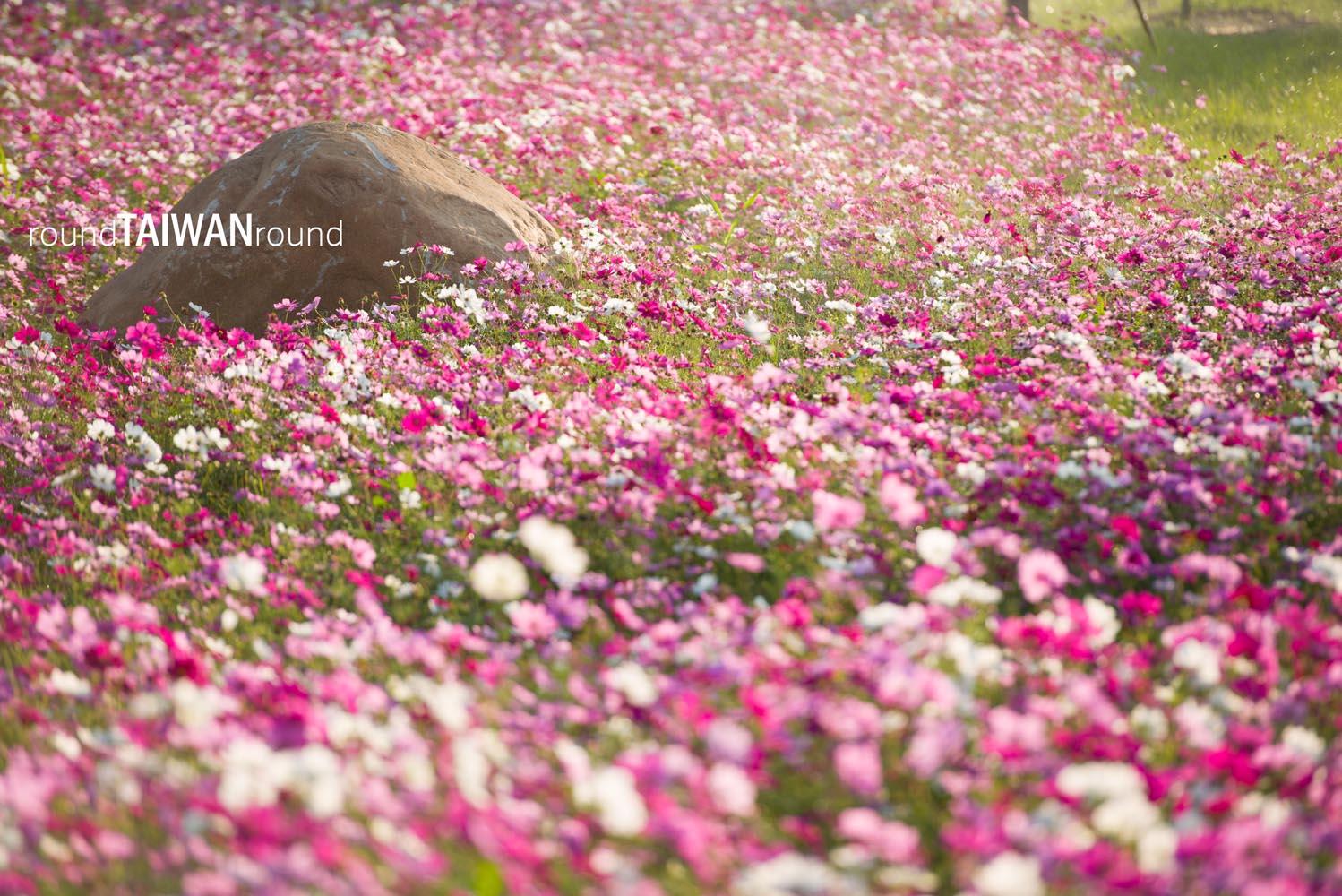 Xinshe_Sea_of_Flowers_______-022.jpg