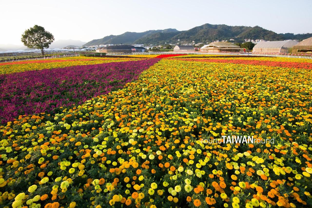 Xinshe_Sea_of_Flowers_______-013.jpg
