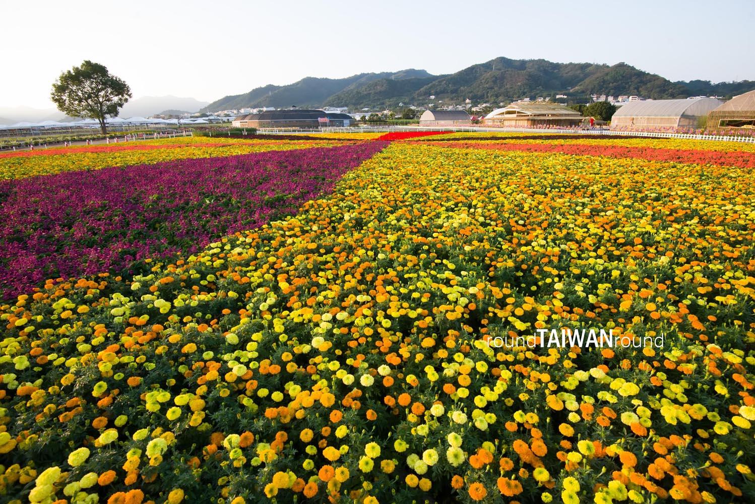 Xinshe_Sea_of_Flowers_______-013.jpg