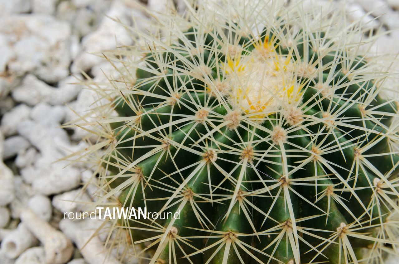 Qingwan_Cactus_Park__________-009.jpg
