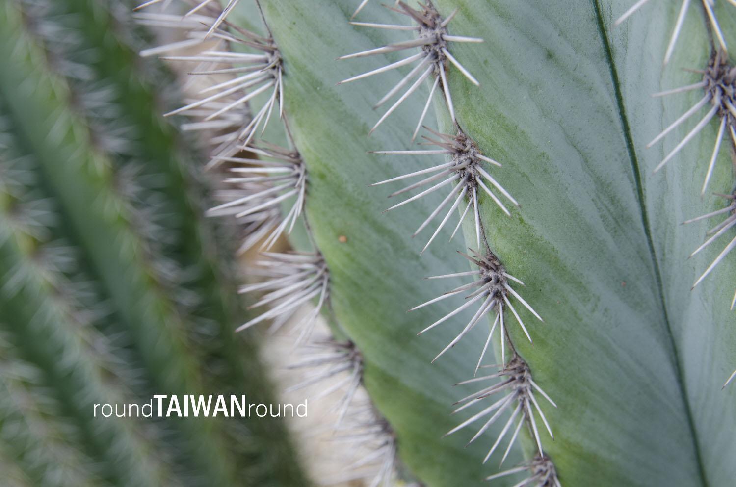 Qingwan_Cactus_Park__________-011.jpg