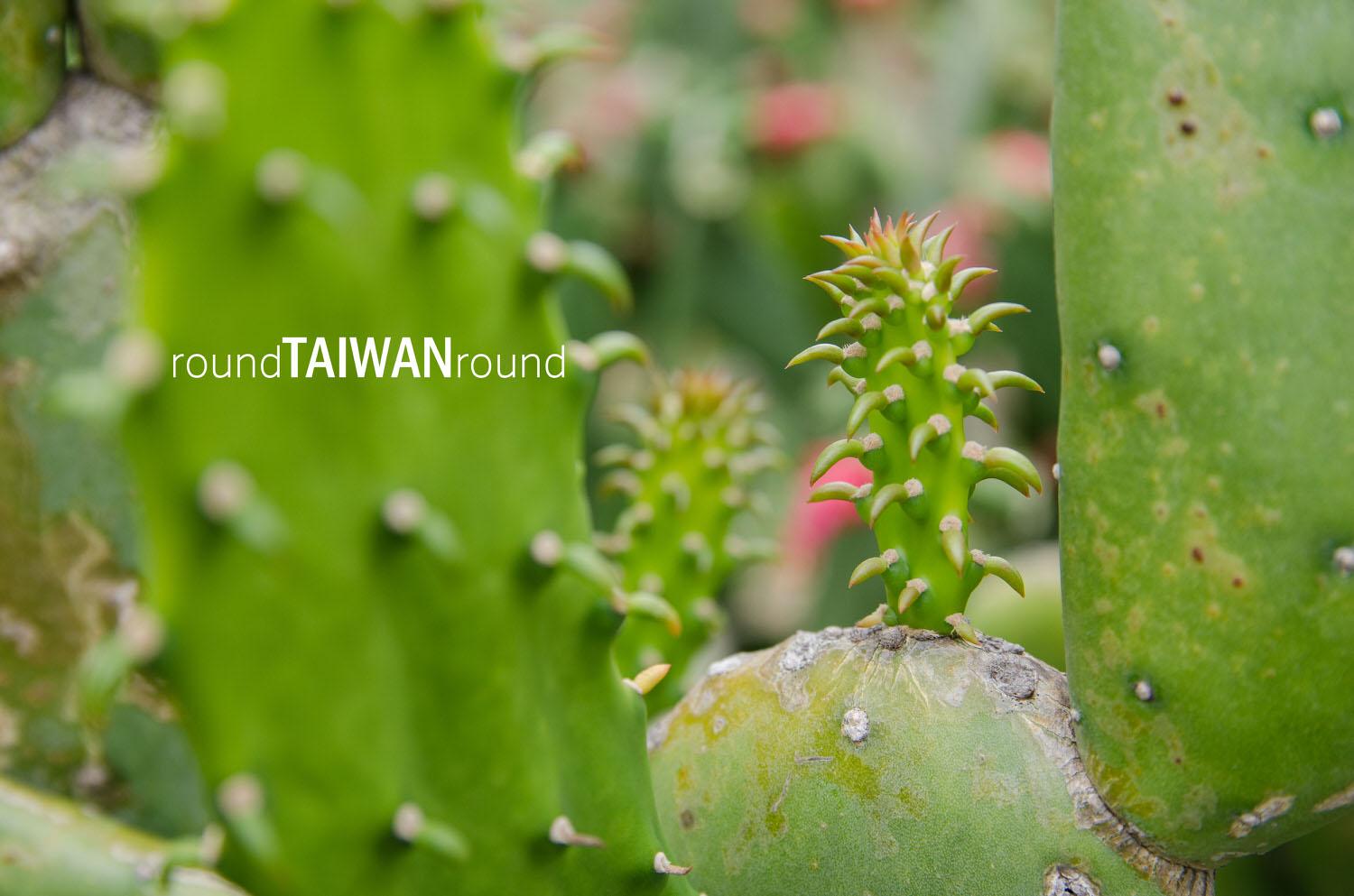 Qingwan_Cactus_Park__________-003.jpg
