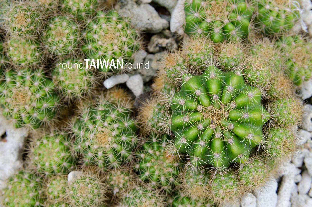 Qingwan_Cactus_Park__________-006.jpg