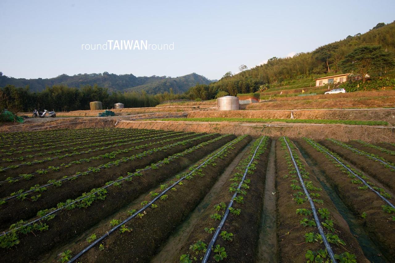 Dahu_Strawberry_Picking_______-004.jpg
