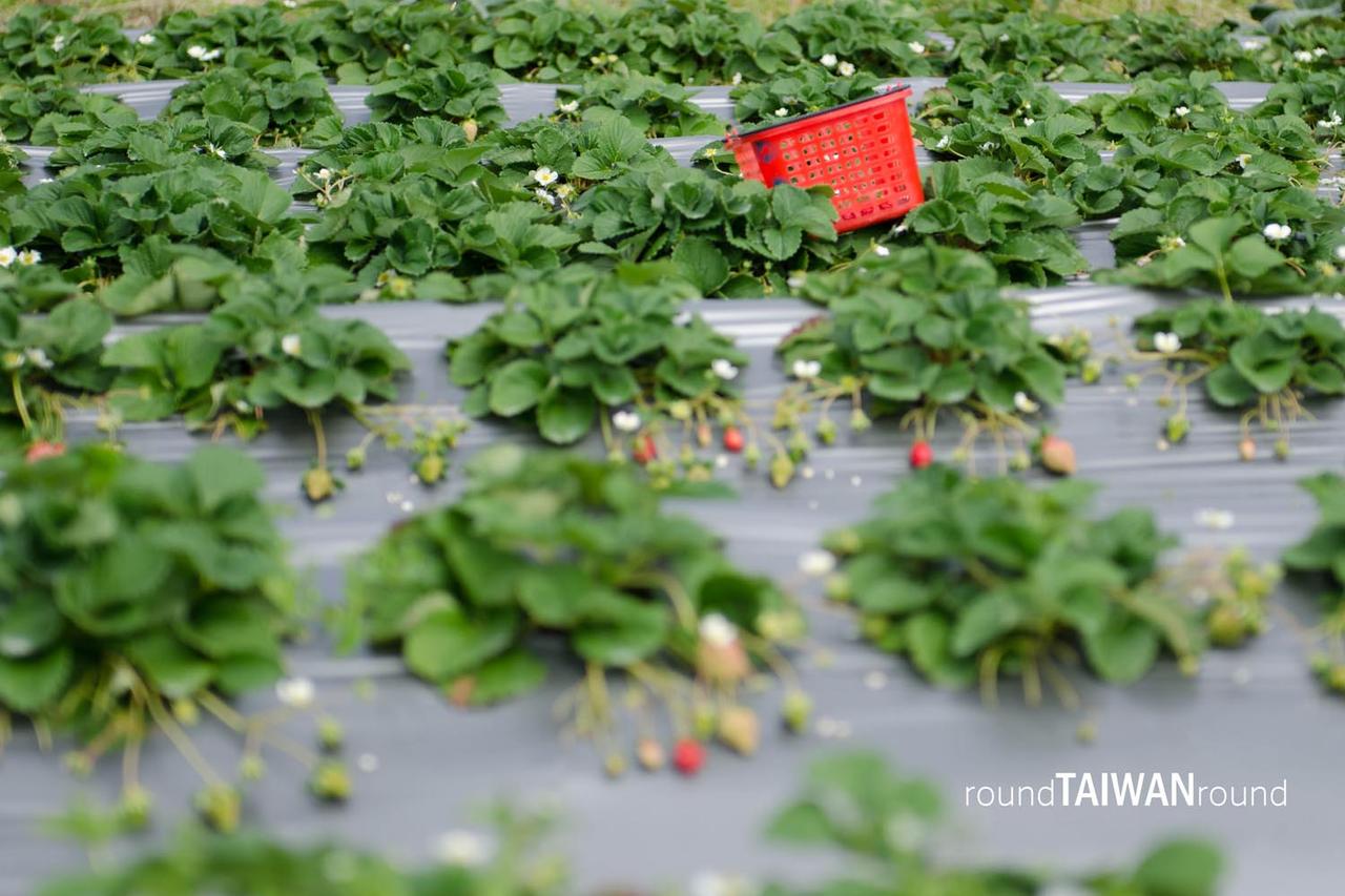 Dahu_Strawberry_Picking_______-005.jpg