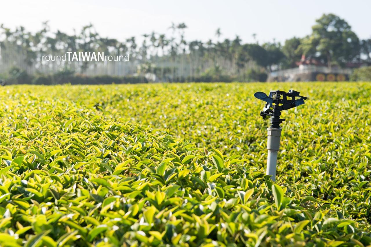 Minjian_Tea_Farm__________-003.jpg