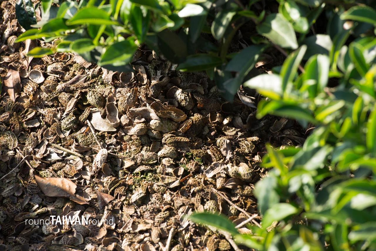 Minjian_Tea_Farm__________-005.jpg