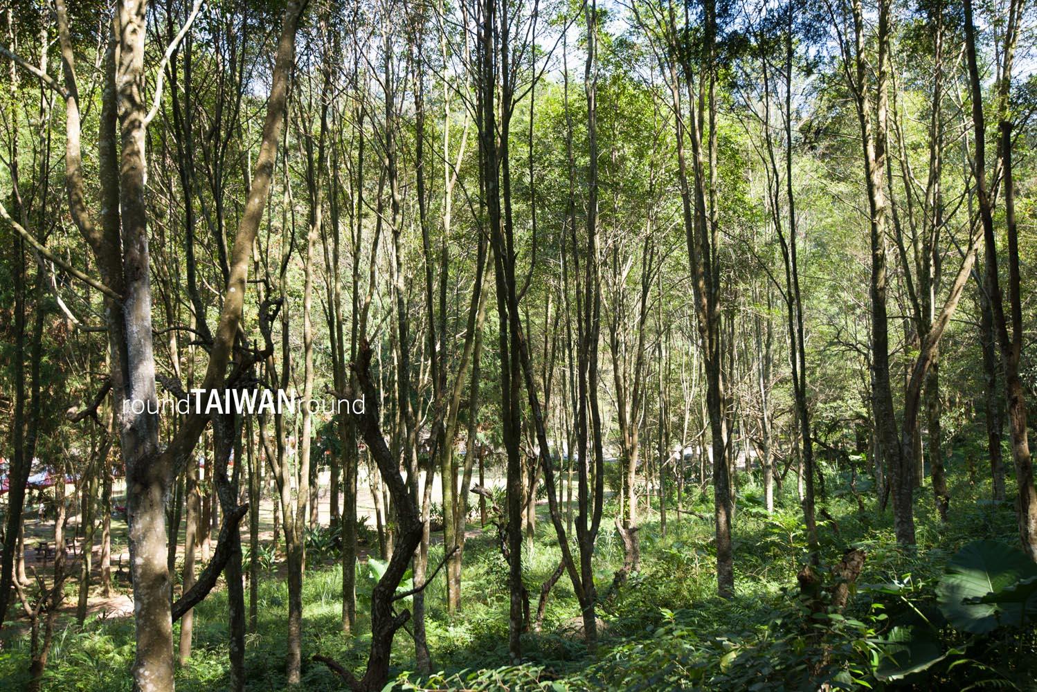 Huisun_Forest_______-001.jpg