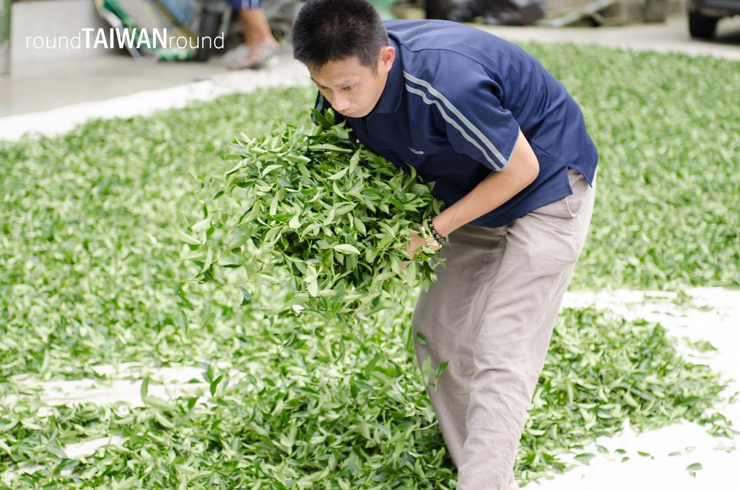 Alishan_Tea_Plantations________-001.jpg