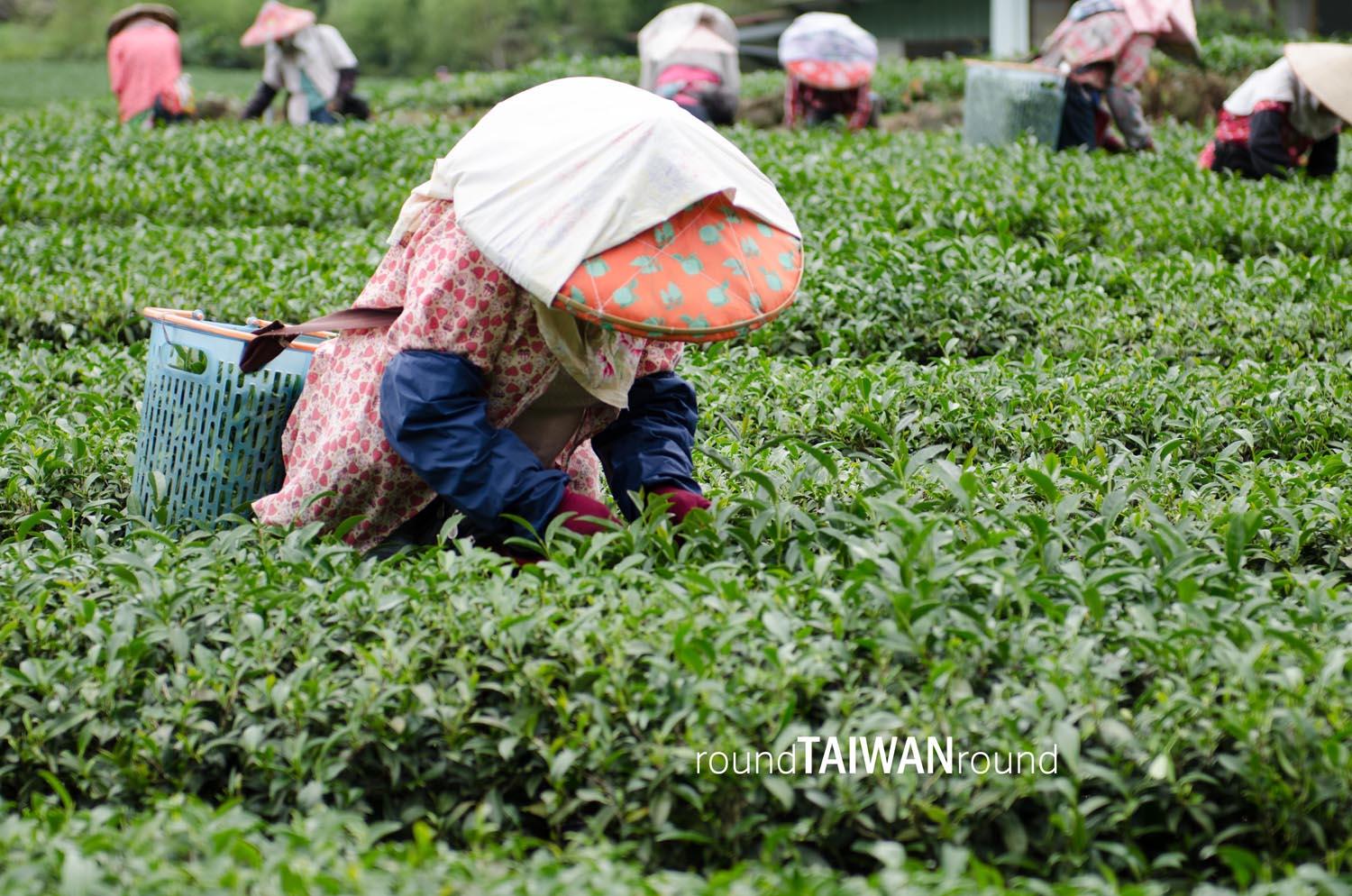 Alishan_Tea_Plantations________-008.jpg