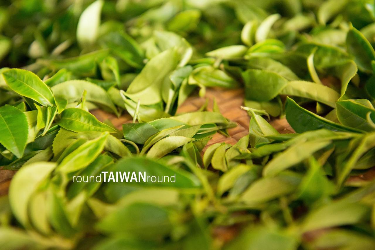 Alishan_Tea_Plantations________-021.jpg