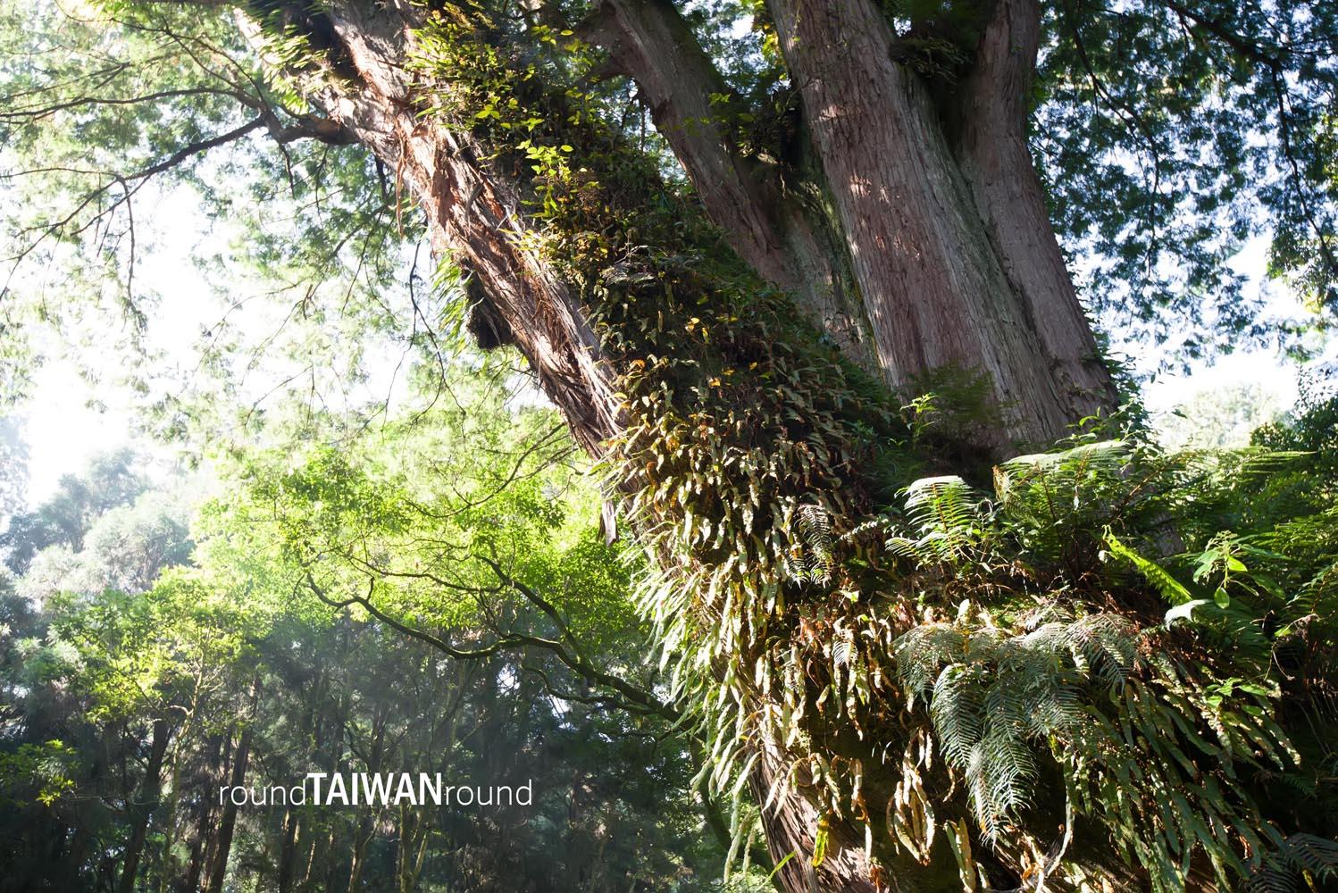 Giant_Tree_Trail________-008.jpg