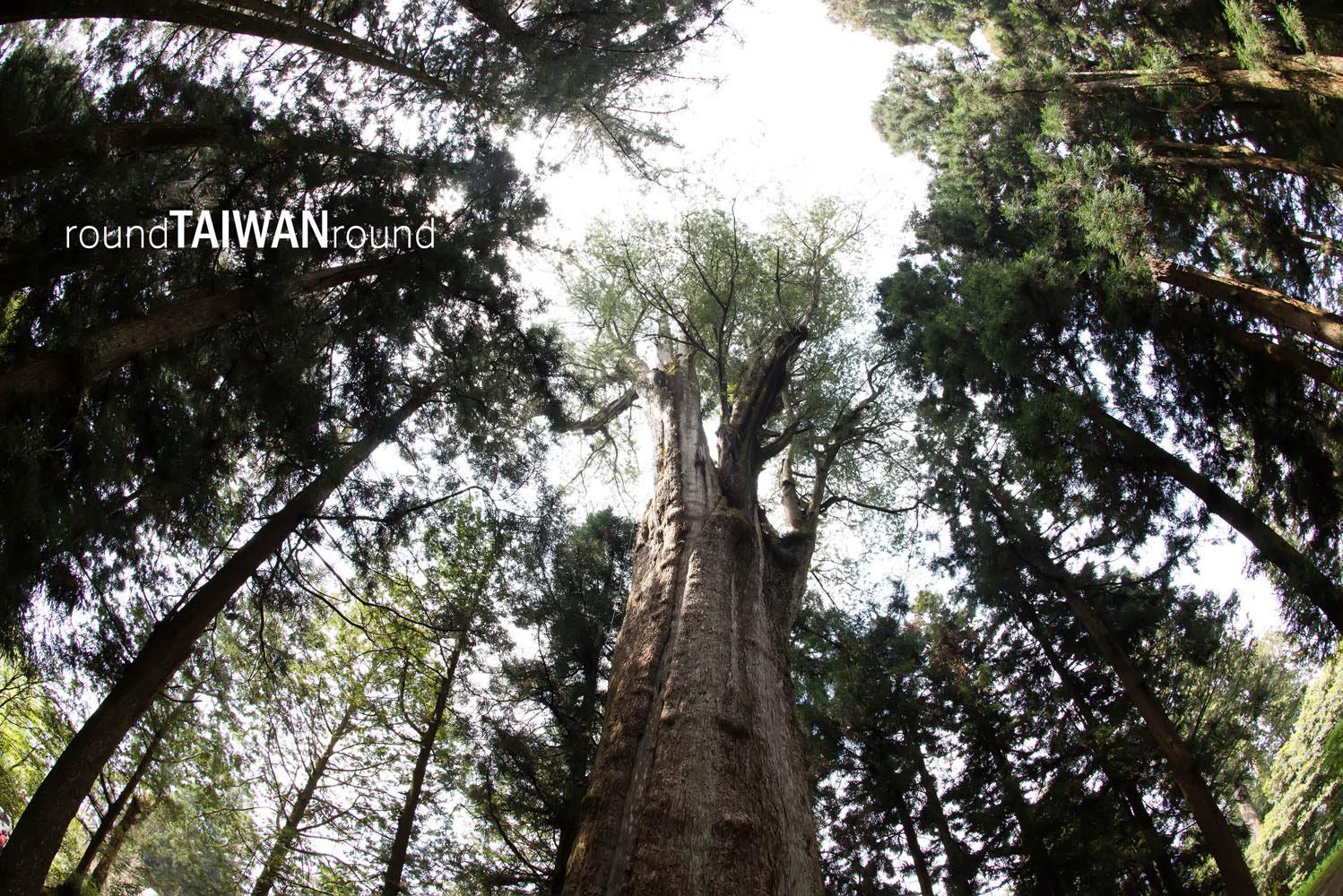 Giant_Tree_Trail________-010.jpg
