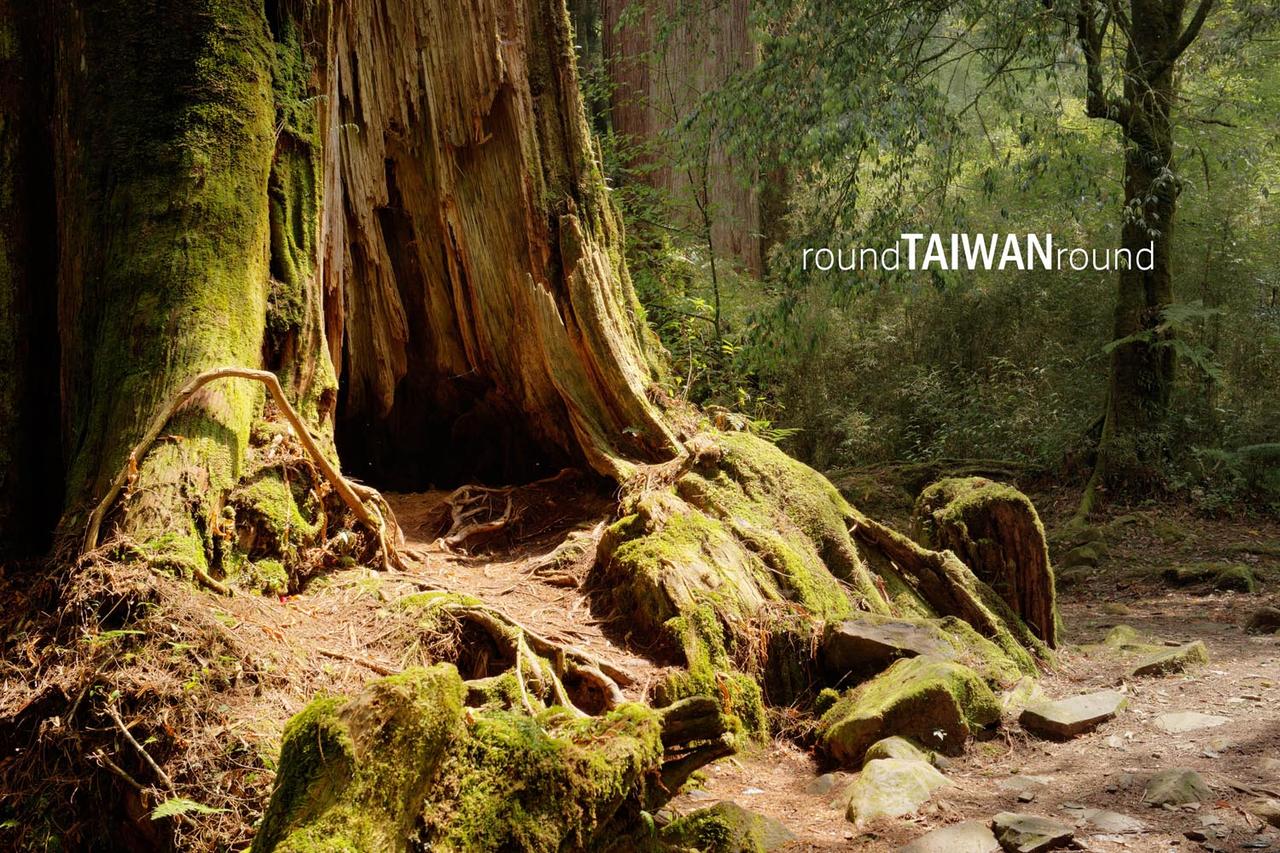 Giant_Tree_Trail________-012.jpg