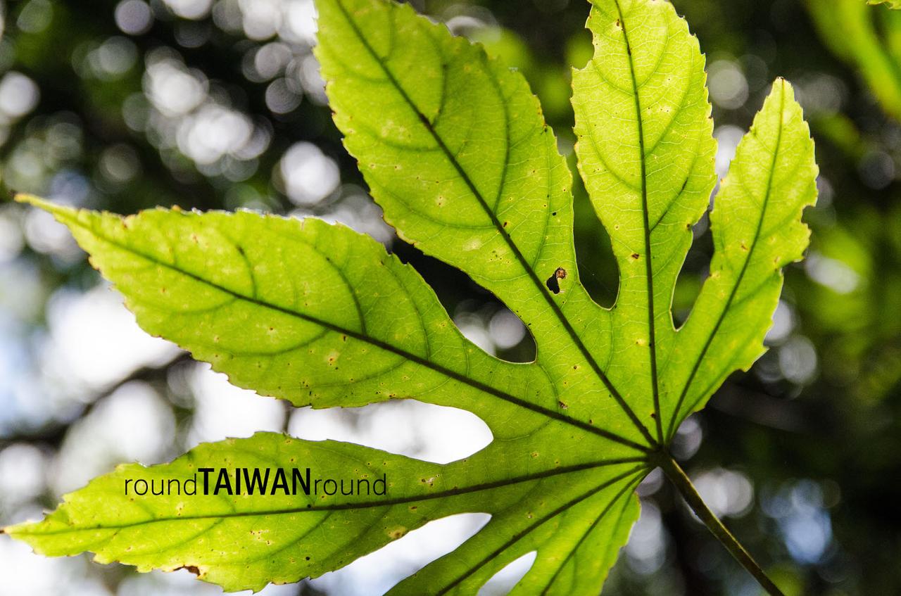Lidongshan______-017.jpg