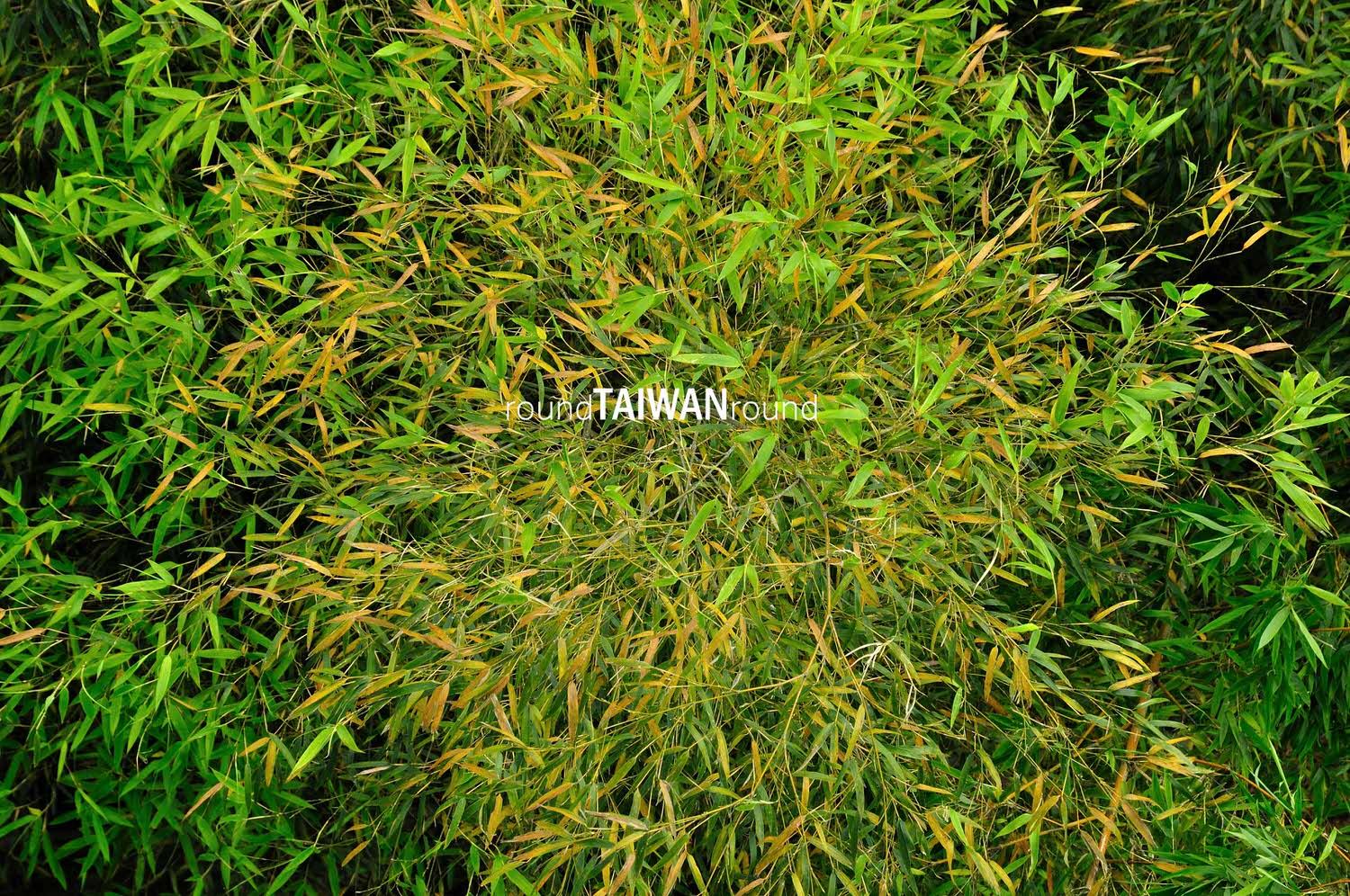 Daan_Sea_of_Bamboo_______-002.jpg