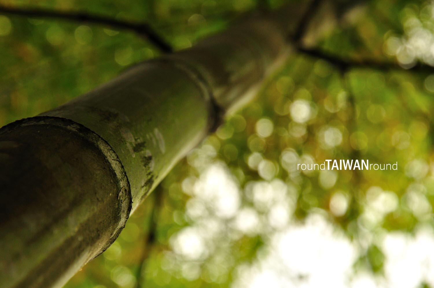 Daan_Sea_of_Bamboo_______-003.jpg