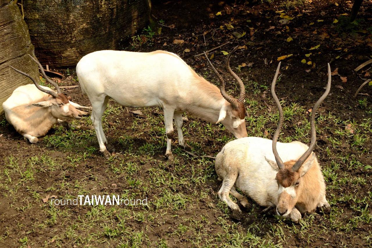 Taipei_Zoo________-008.jpg