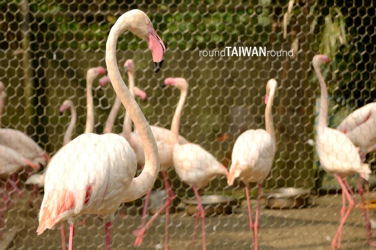 Taipei_Zoo________-016.jpg