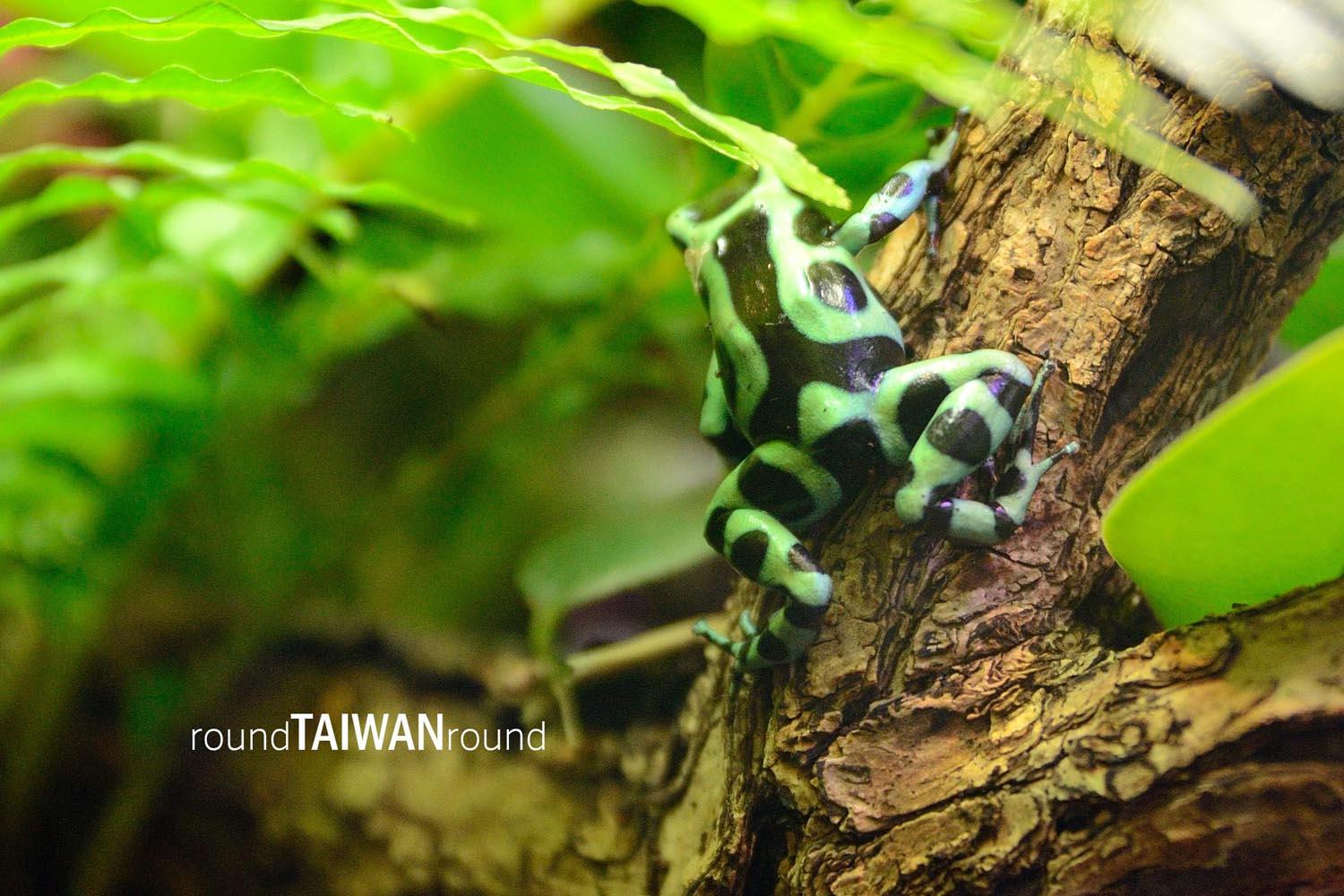 Taipei_Zoo________-020.jpg