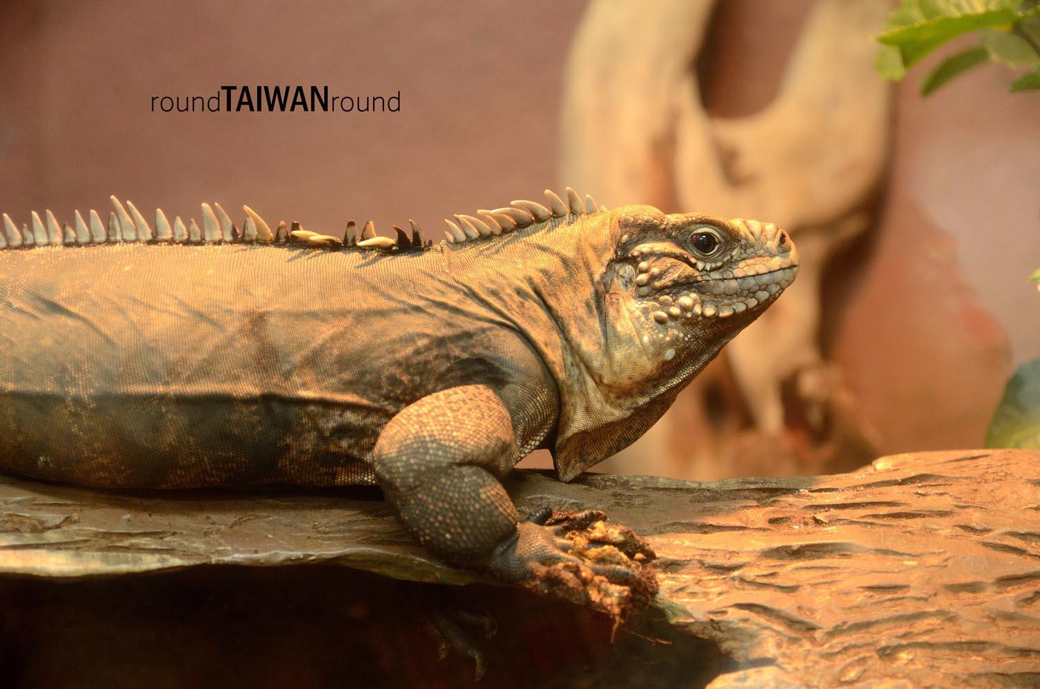 Taipei_Zoo________-022.jpg