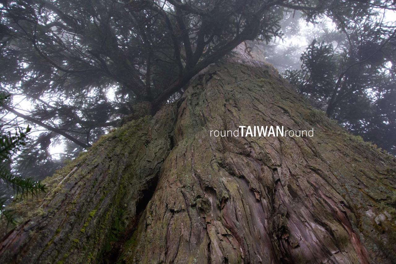 Beliu_Giant_Tree_______-003.jpg