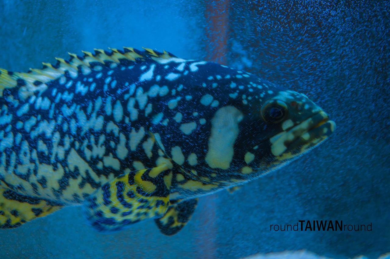 Chenggong_Aquarium_of_Clown_Fish___________-001.jpg