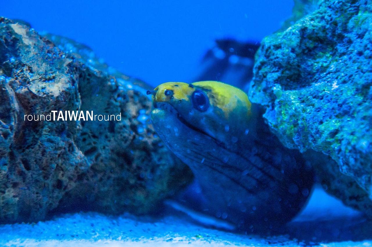 Chenggong_Aquarium_of_Clown_Fish___________-004.jpg