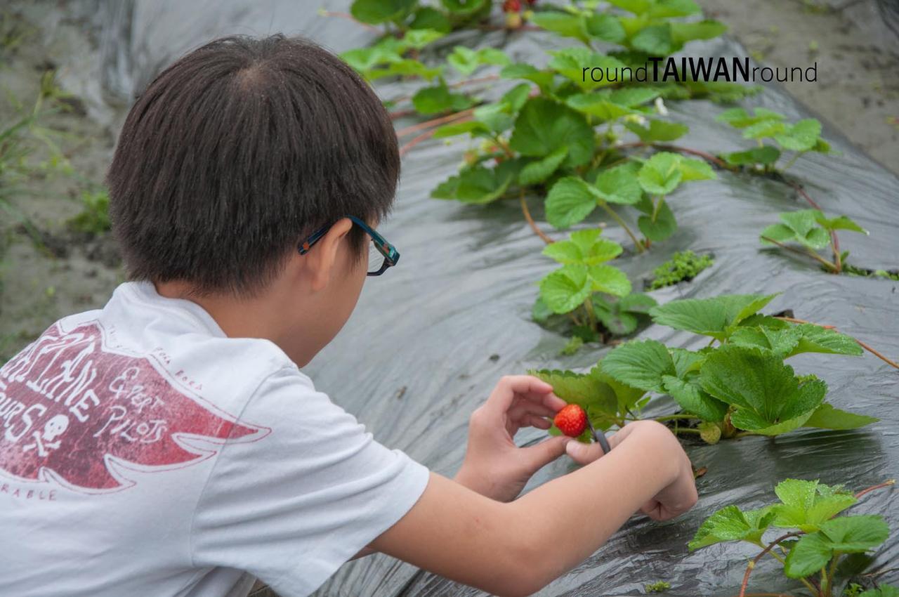 Fenglin_Strawberry_Picking________-001.jpg