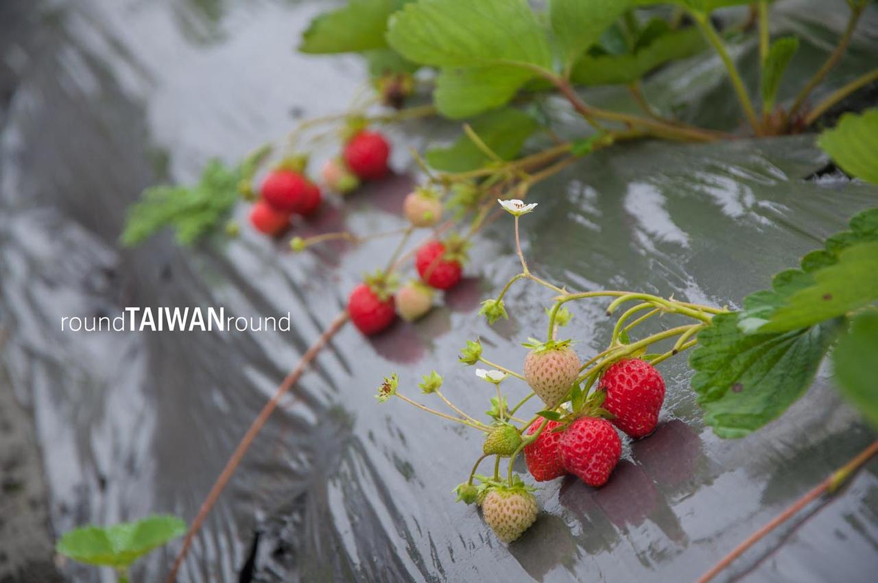 Fenglin_Strawberry_Picking________-003.jpg