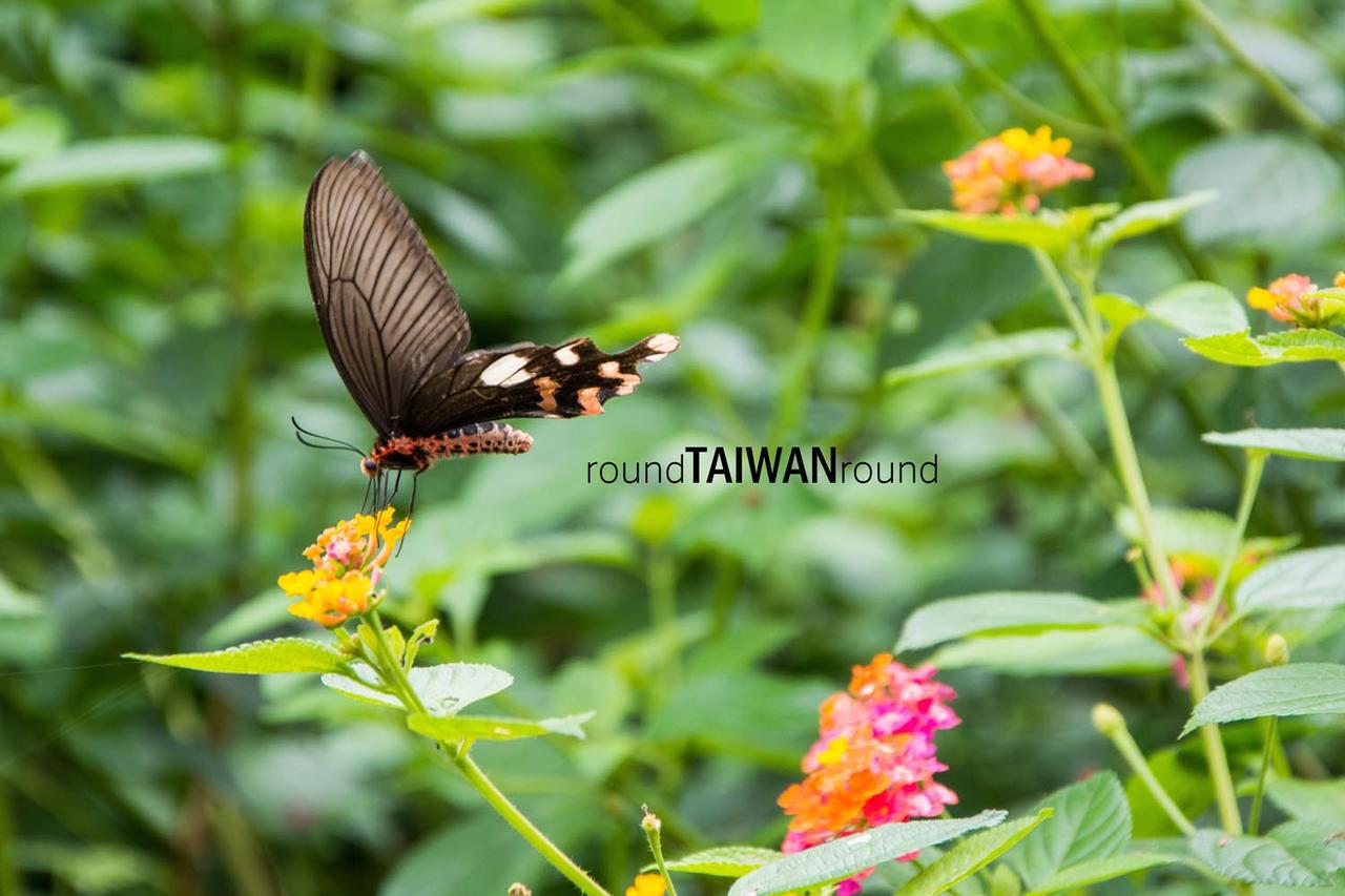 Fuyuan_Butterfly_Valley________-024.jpg