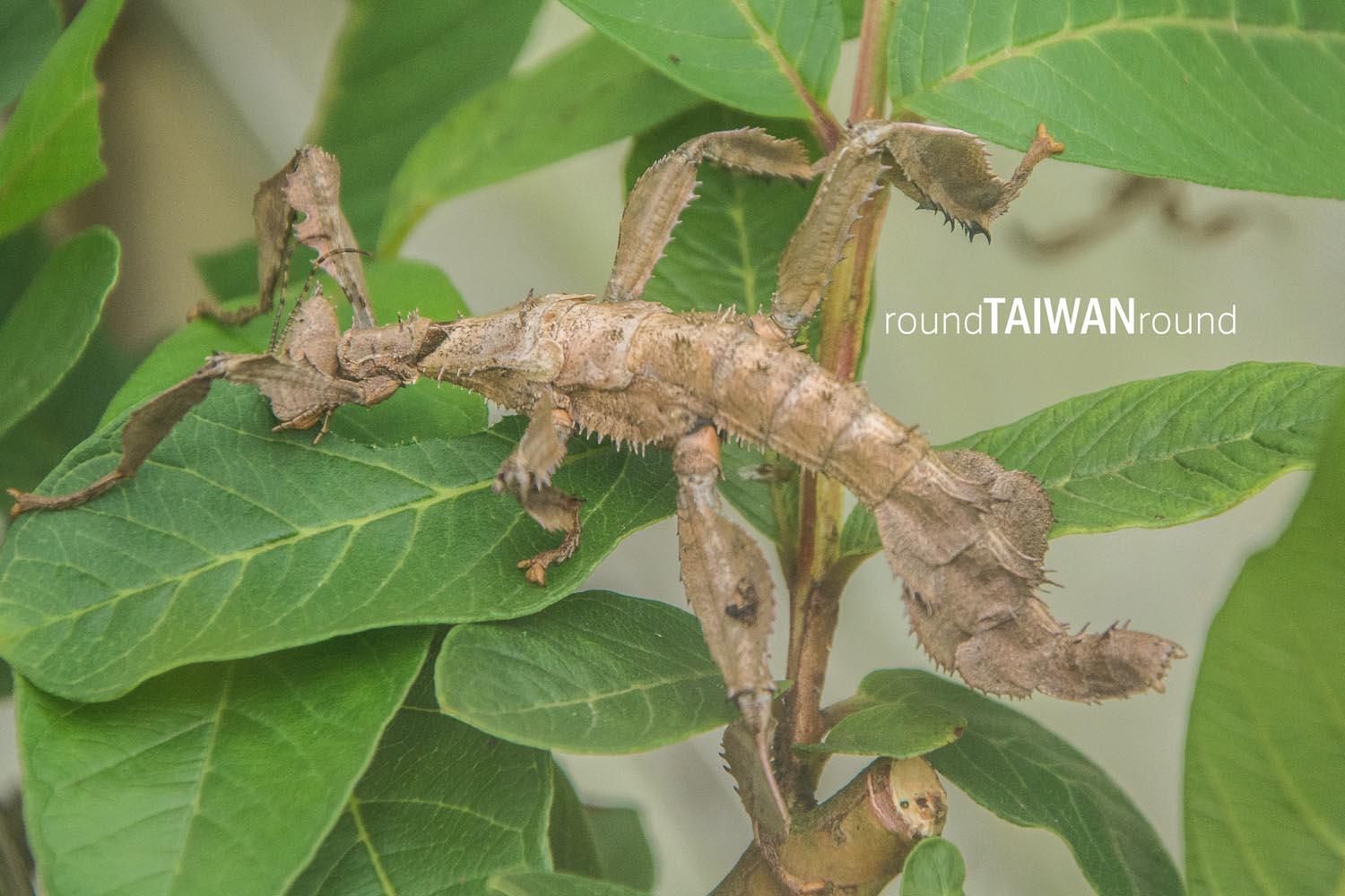 Fuyuan_Butterfly_Valley________-022.jpg