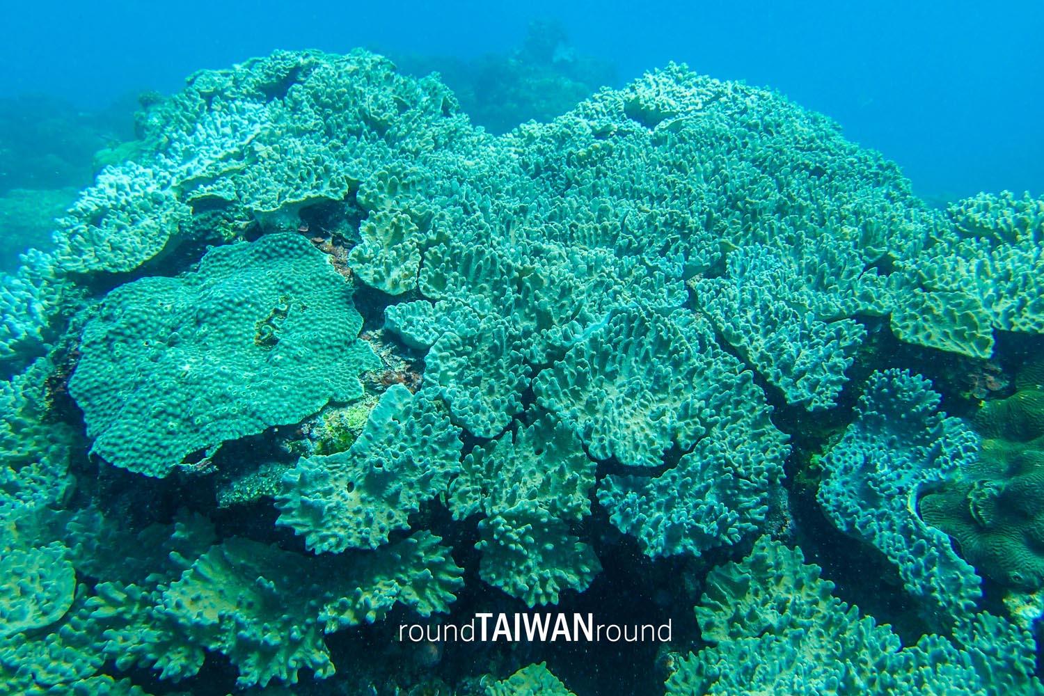 Hualien_SCUBA_diving_experience_________-023.jpg