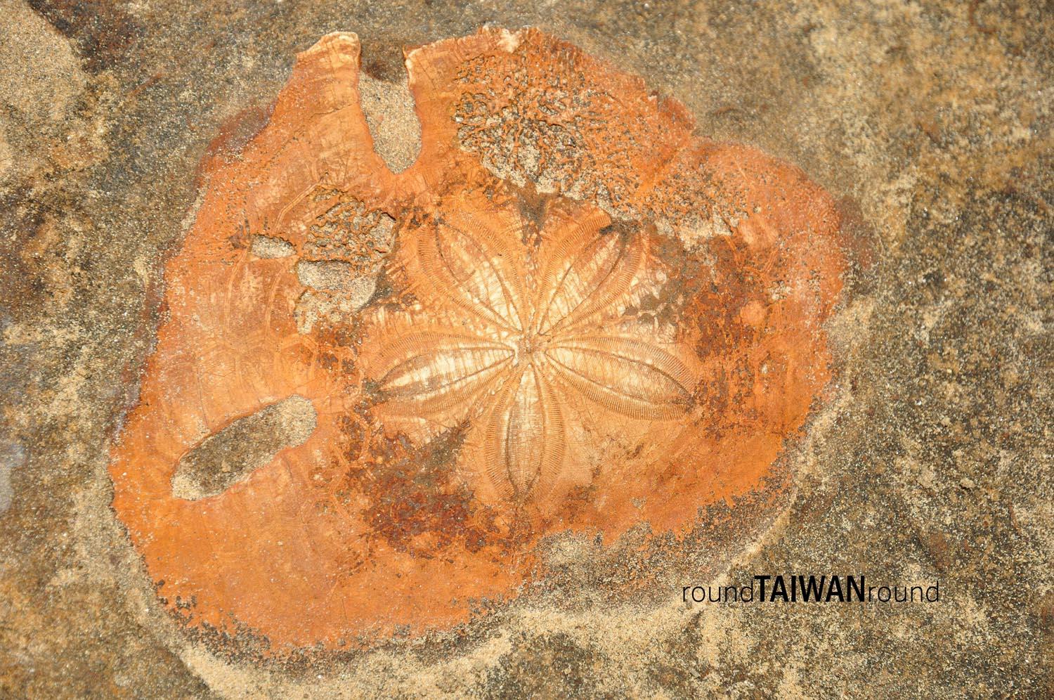 Yehliu_Geopark_________-026.jpg
