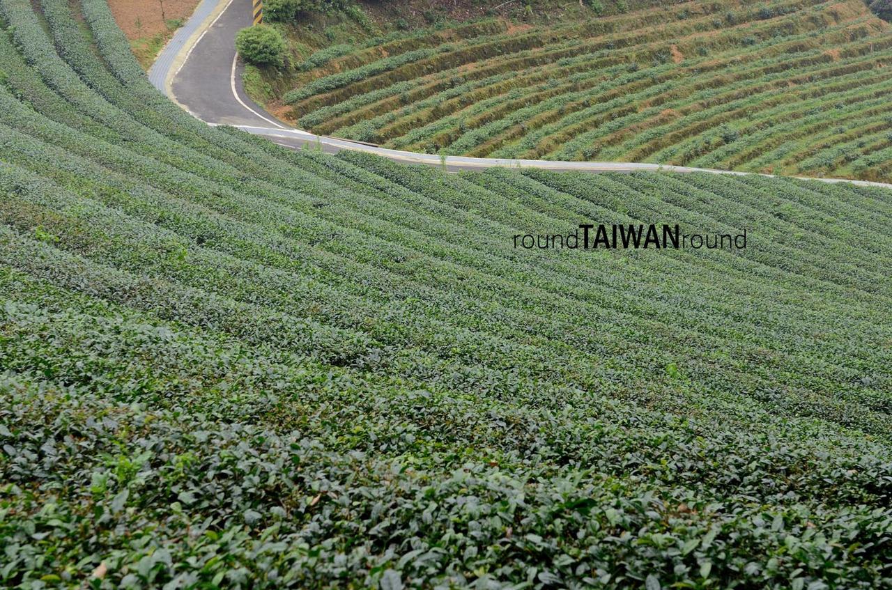 Bagua_Tea_Fields_______-005.jpg
