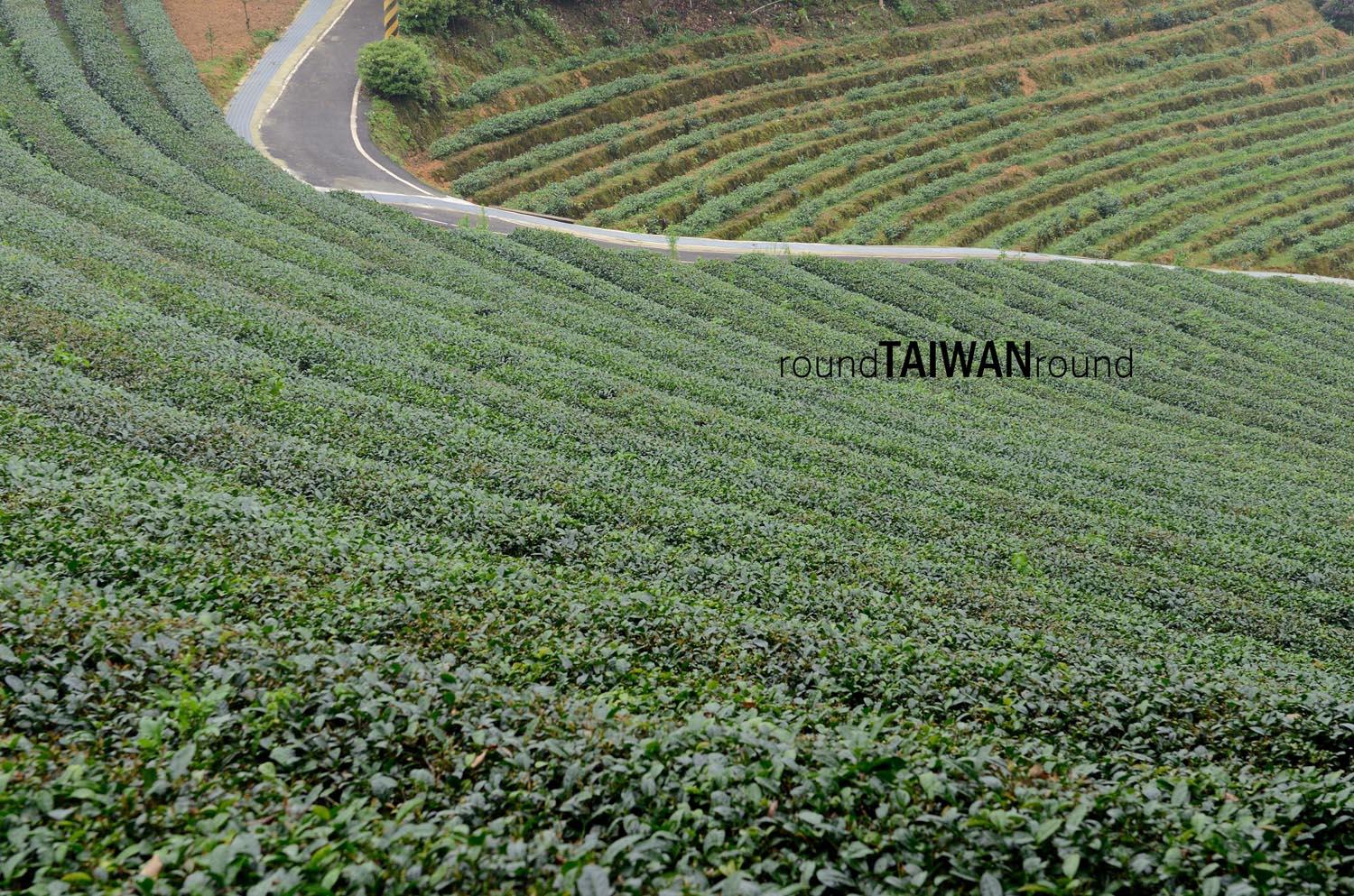 Bagua_Tea_Fields_______-005.jpg