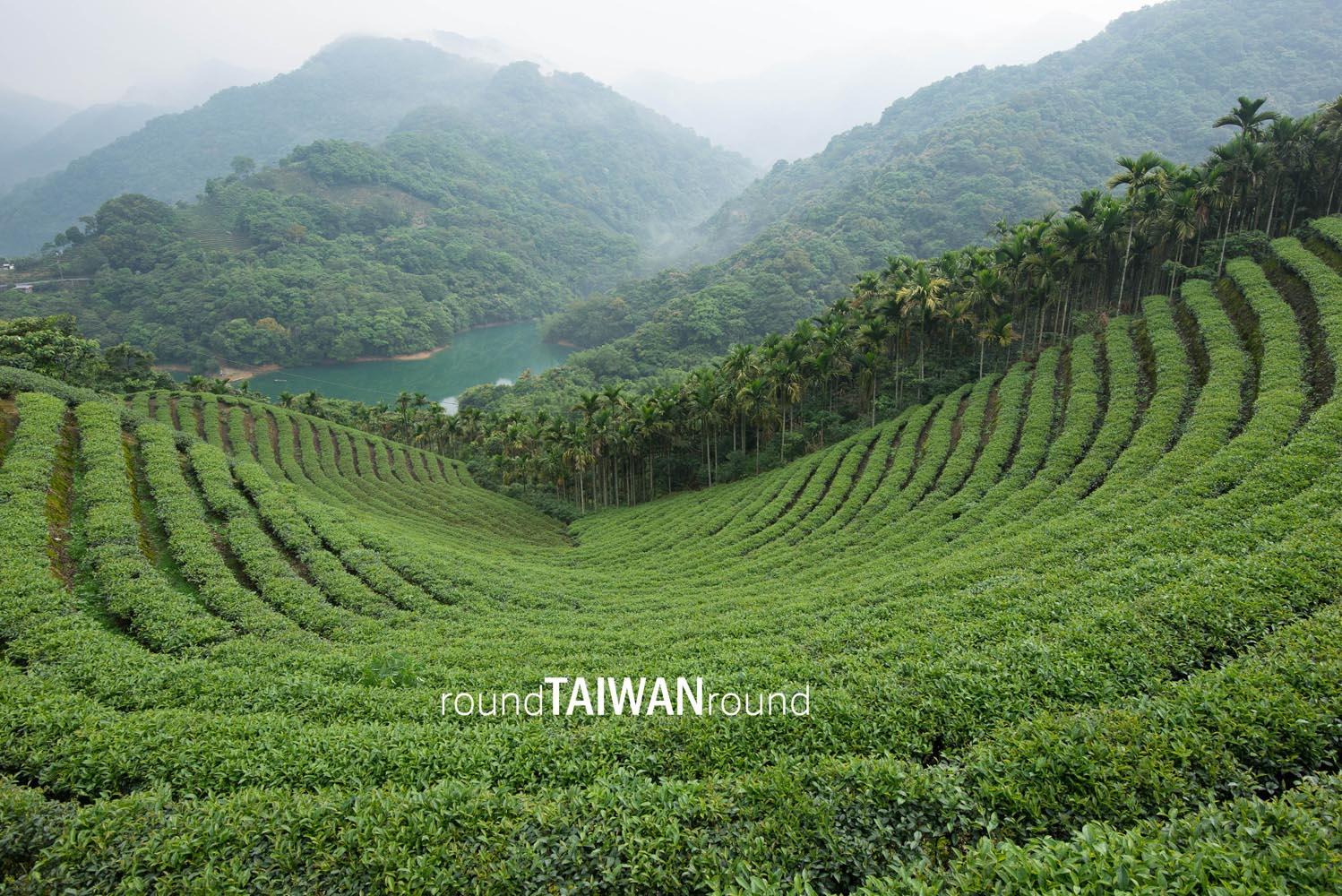 Bagua_Tea_Fields_______-011.jpg