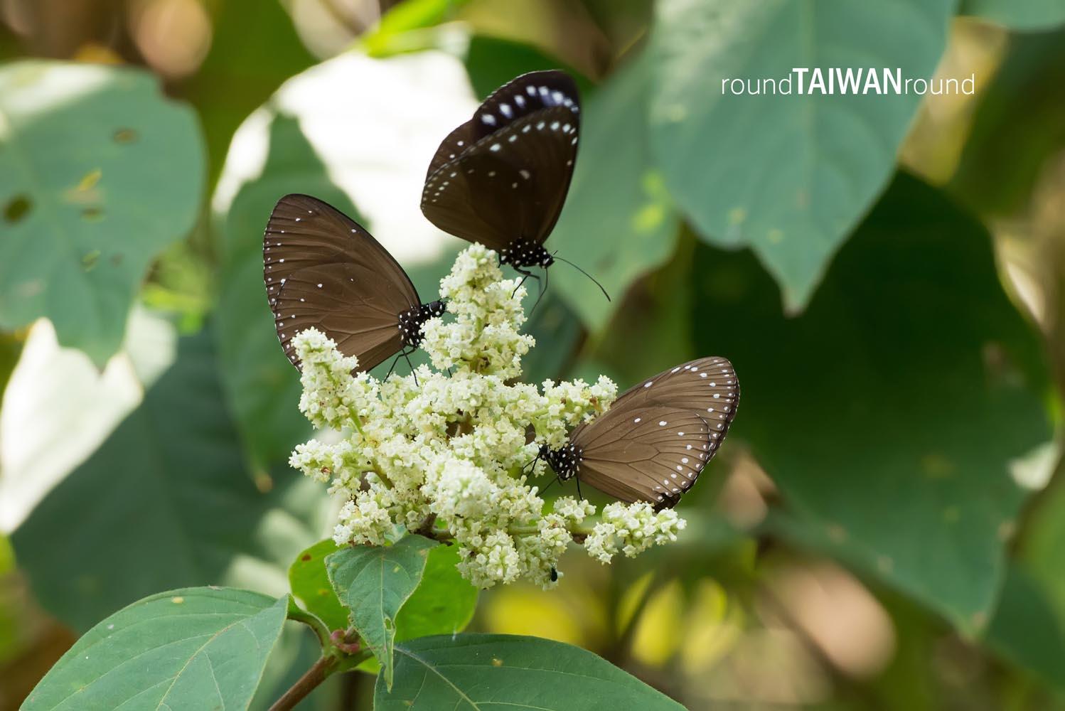 Maolin_Butterfly_Walkway_________-023.jpg