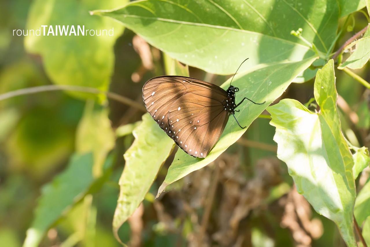 Maolin_Butterfly_Walkway_________-025.jpg