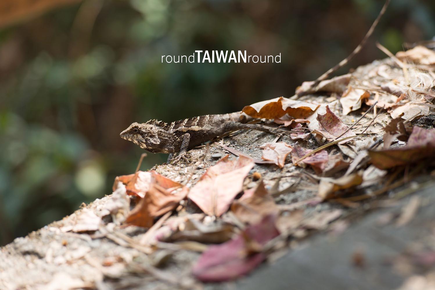 Maolin_Butterfly_Walkway_________-028.jpg